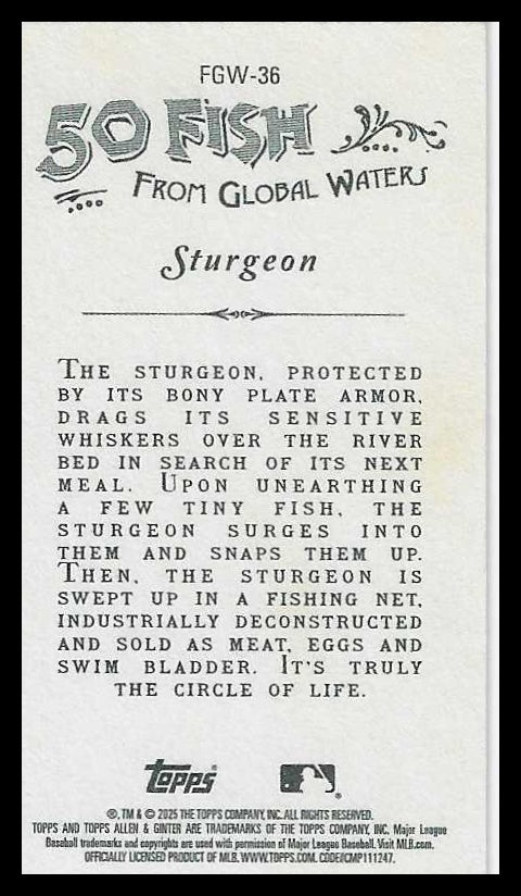 2025 Topps Allen & Ginter Mini 50 Fish from Global Waters #FGW-36 Sturgeon