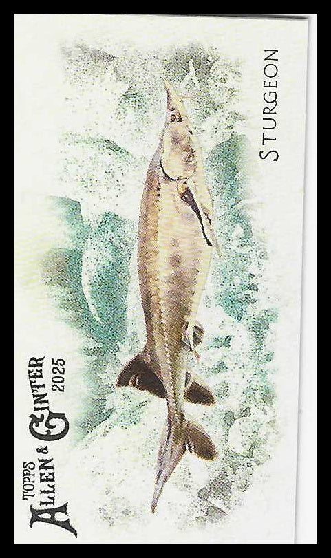 2025 Topps Allen & Ginter Mini 50 Fish from Global Waters #FGW-36 Sturgeon